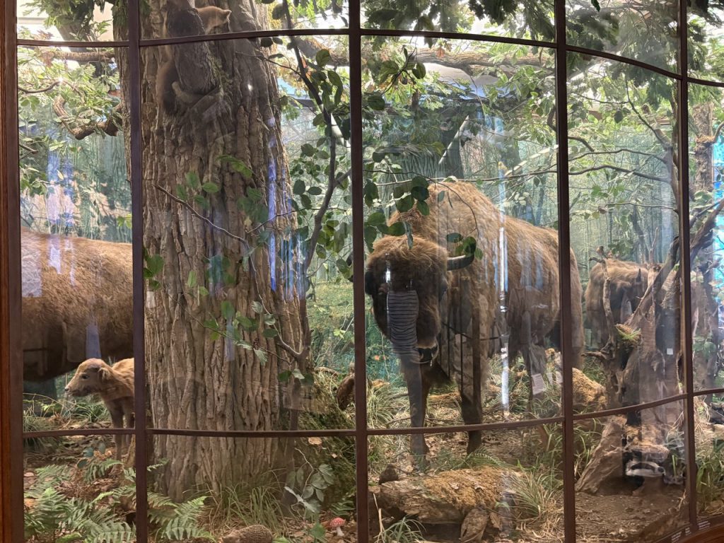 Zdjęcie przedstawia żubra w Muzeum Biologii.